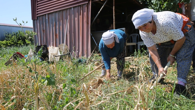 Coğrafi işaretli Ula sarımsağında hasat başladı
