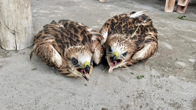Kırşehir'de bitkin halde bulunan 2 kızıl şahin tedaviye alındı