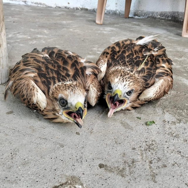 Kırşehir'de bitkin halde bulunan 2 kızıl şahin tedaviye alındı