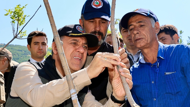 Bingöl'de 3 bin 561 menengiç ağacına fıstık aşısı yapıldı
