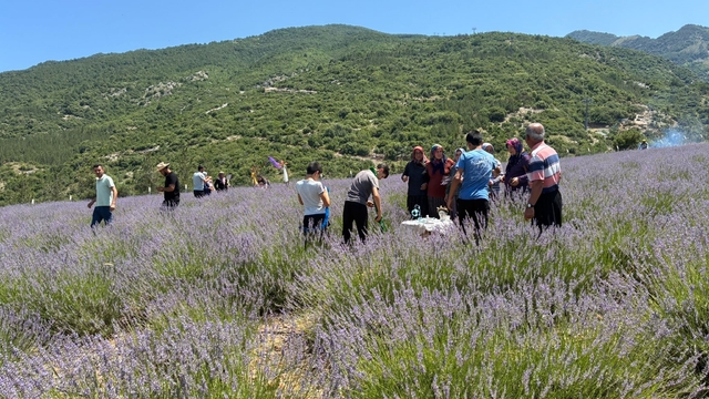 Osmaniye'de lavanta bahçesi ziyarete açıldı
