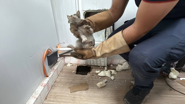 Kocaeli'de prefabrik ofisin altında sıkışan kedi yavrusu kurtarıldı
