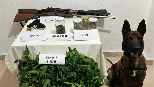 Çanakkale'de evinde 77 kök kenevir ele geçirilen şüpheli tutuklandı