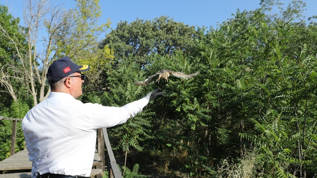 Çanakkale Valisi Toraman tedavileri tamamlanan kuşları doğal ortamlarına bıraktı