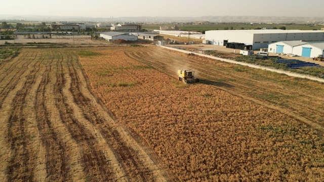 Şanlıurfa'da belediyenin hasat ettiği nohut, ihtiyaç sahiplerine dağıtılacak