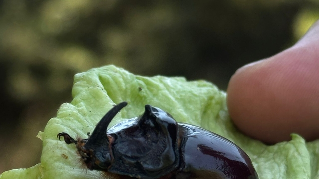 Çanakkale'de bulunan "gergedan böceği" doğaya bırakıldı