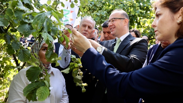 Giresun'da kokarcaya karşı 'samuray arı'lar salındı