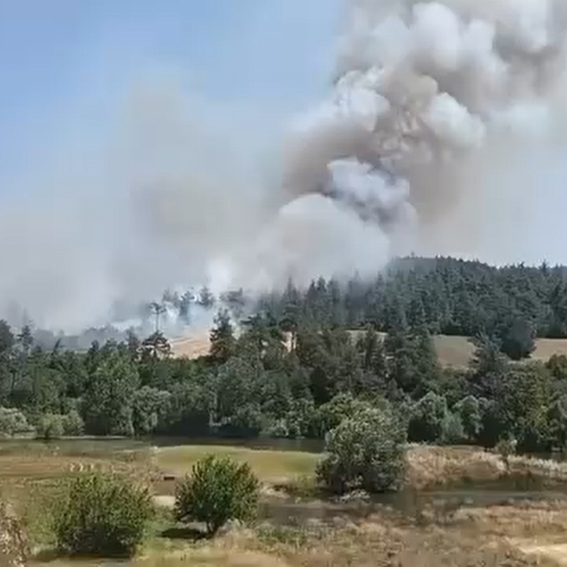 Bursa'da orman yangını (3)