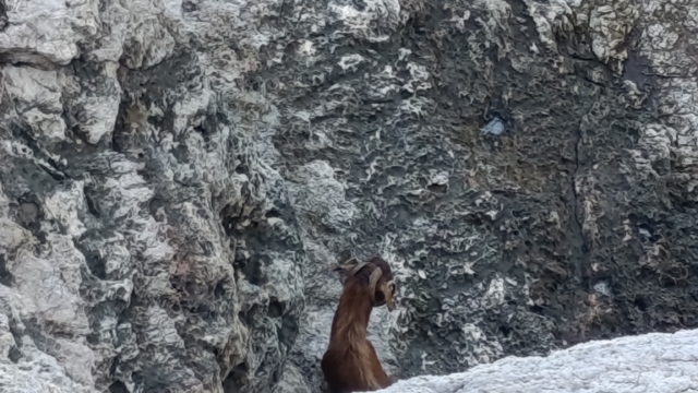Alanya'da kayalıklarda mahsur kalan keçi sahil güvenlik ekiplerince kurtarıldı