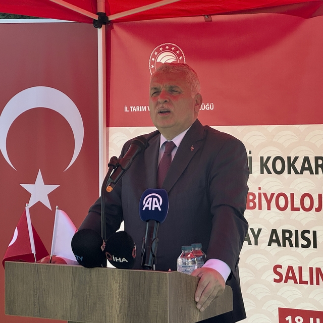 Trabzon'da kahverengi kokarcayla mücadele edecek samuray arıları doğaya sal...