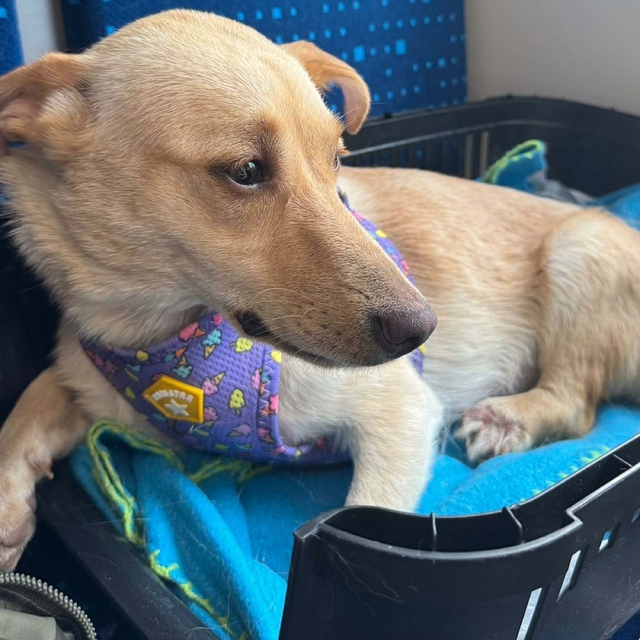 Aydın'da şiddet gören 'Hayat', Almanya'da yeni yuvasına kavuştu