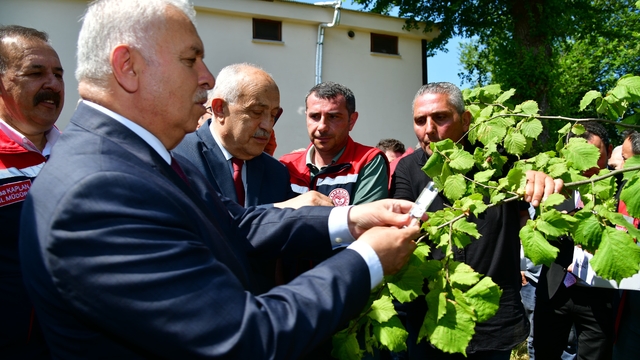 Kokarcaya karşı 'samuray arı'lar salındı (2)