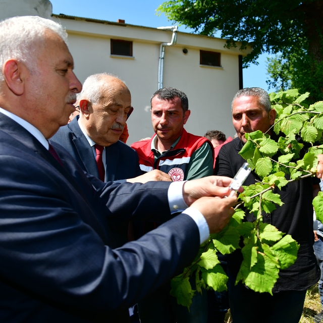 Kokarcaya karşı 'samuray arı'lar salındı (2)