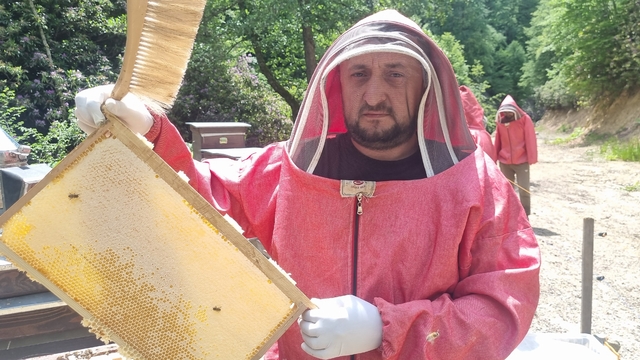 Yığılca'da "acı bal" hasadı tamamlandı