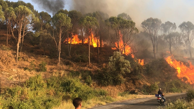 Aydın'da çam fıstığı ağaçlarının bulunduğu alanda çıkan yangın kontrol altına alındı