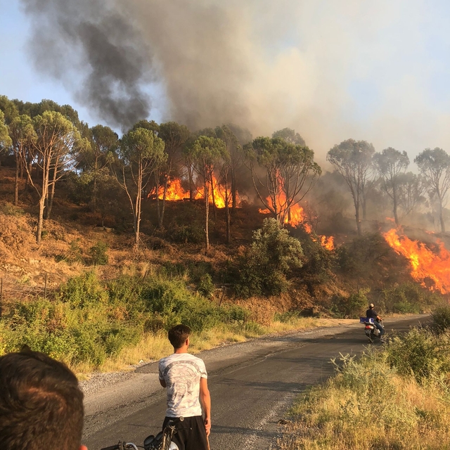 Aydın'da çam fıstığı ağaçlarının bulunduğu alanda çıkan yangın kontrol altı...