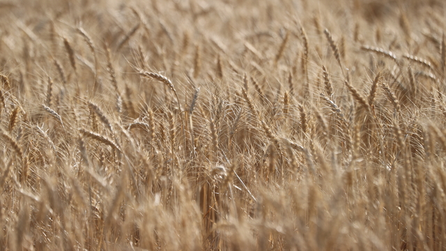 Türkiye'nin "dev işletmesi"nde buğday hasadı 184 biçerdöverle yapılıyor