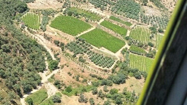 Manisa'da makilik yangını, ormana sıçradı