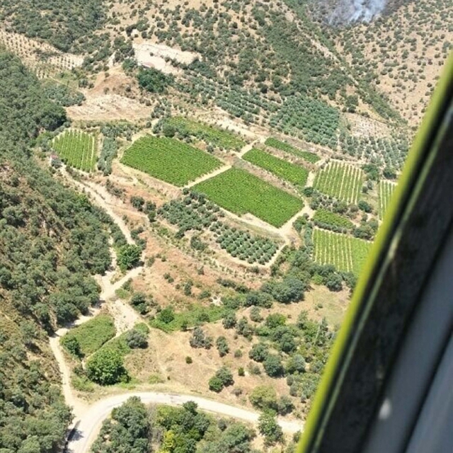 Manisa'da makilik yangını, ormana sıçradı