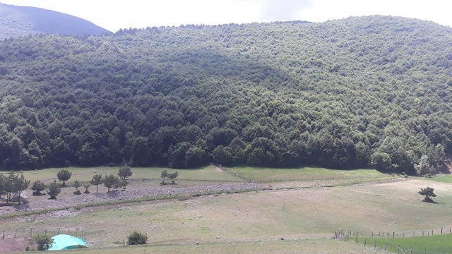 Samsun'da ormana girişler yasaklandı