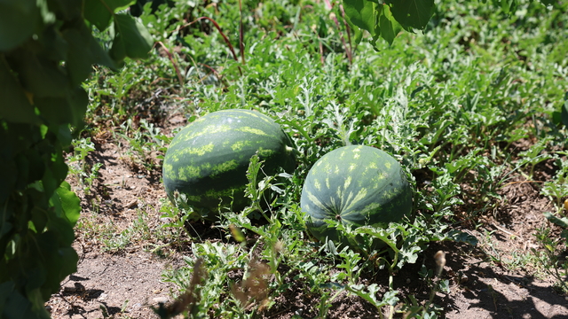 Iğdır'da ilk karpuz hasadına başlandı