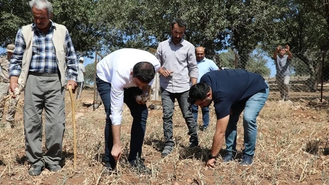 Hasankeyf'te tescilli sarımsağın hasadı yapıldı