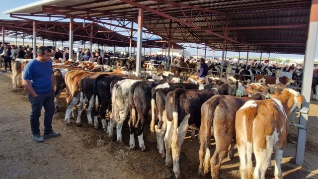 Kırşehir'de canlı hayvan pazarı, 'şap' gerekçesiyle geçici olarak kapatıldı