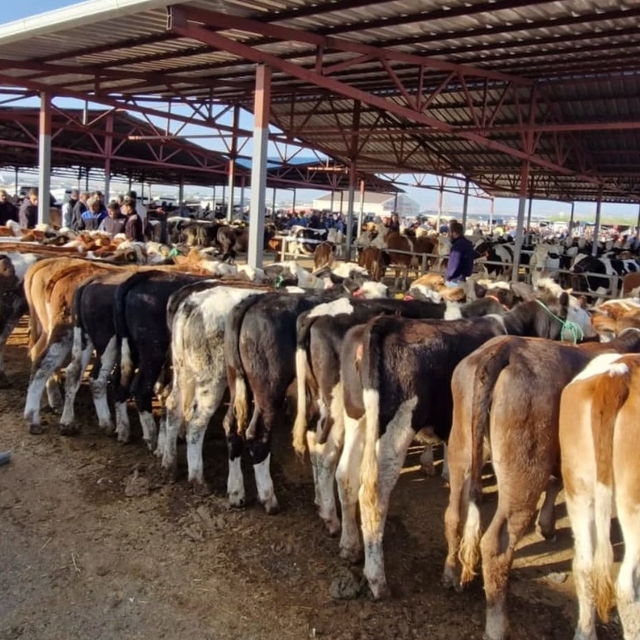 Kırşehir'de canlı hayvan pazarı, 'şap' gerekçesiyle geçici olarak kapatıldı