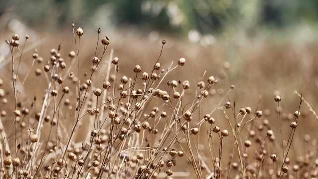 Kandıra'da keten üretimi ata tohumuyla 40 yıl aradan sonra yeniden canlandırıldı