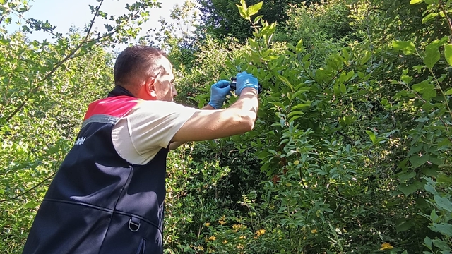 Düzce'de kahverengi kokarcayla mücadele sürüyor