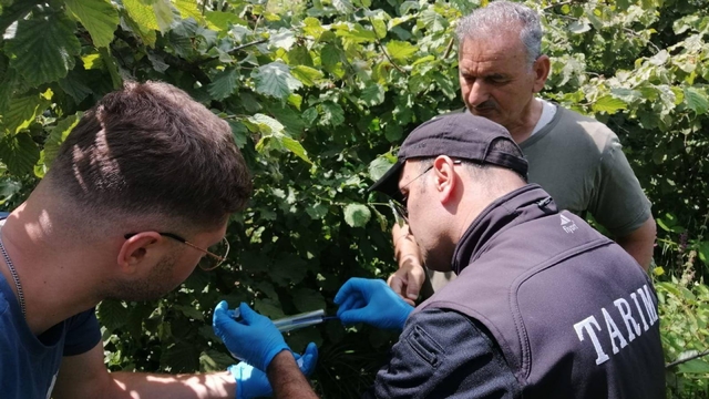 Espiye'de kahverengi kokarcayla mücadele amacıyla samuray arıları doğaya salındı