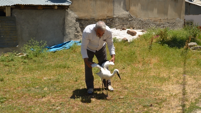 Muş'ta yuvadan düşen leylek yavrusu tedaviye alındı