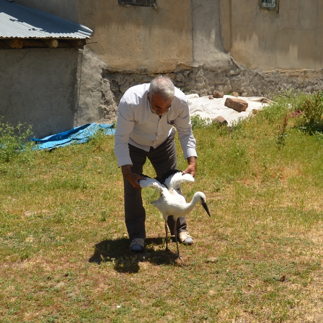 Muş'ta yuvadan düşen leylek yavrusu tedaviye alındı