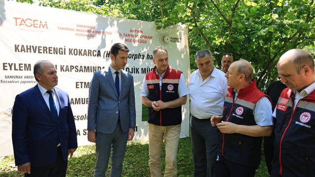 Arhavi'de kahverengi kokarcayla mücadele için samuray arıları doğaya bırakıldı