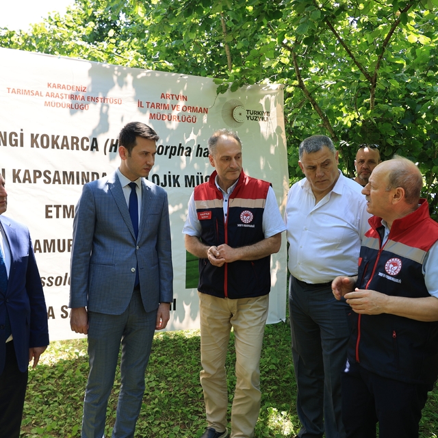Arhavi'de kahverengi kokarcayla mücadele için samuray arıları doğaya bırakı...