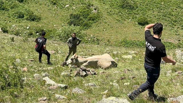 Ardahan'da kayalıklardan düşen büyükbaş hayvanı AFAD kurtardı