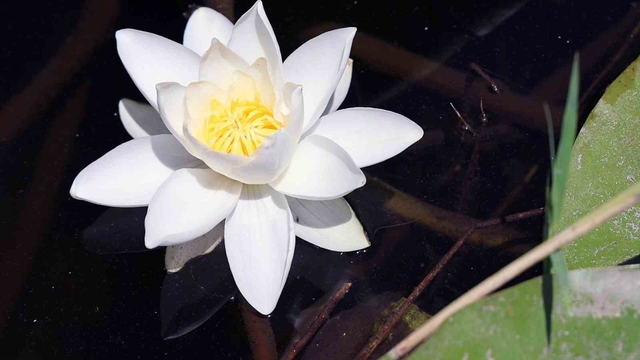 Köyceğiz Gölü'nde yetişen beyaz nilüfer çiçeği doktora tezi konusu oldu