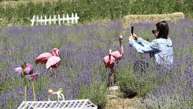 Kadın girişimcinin kurduğu lavanta tarlası Sinop turizmi ve ekonomisine değer katacak