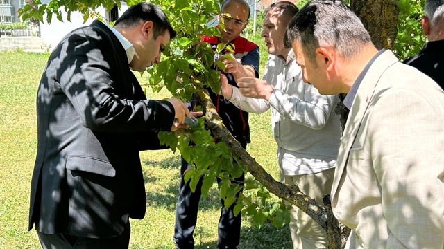 Ladik ilçesinde kahverengi kokarca ile mücadele için doğaya samuray arıcığı salındı