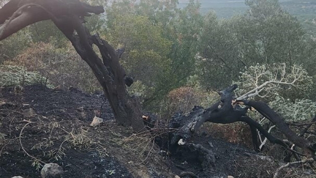 Balıkesir'de zeytinlik yangını (2)