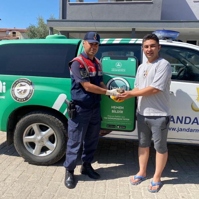 Aydın'da yaralı kukumav türü baykuş koruma altına alındı