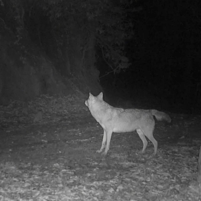 Küre Dağları'ndaki kurtlar fotokapanda