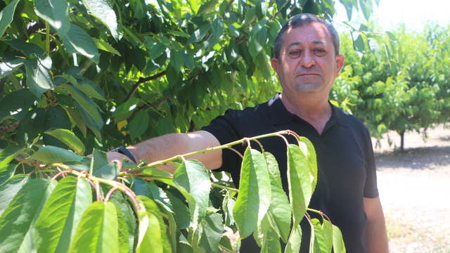Tokat'ta zirai don kirazı vurdu: 20 bin tonluk rekolte sıfıra indi