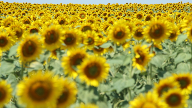 Kırklareli'nde çiçek açan ayçiçekleri, sarı ve yeşilin tonlarıyla görsel şölen sunuyor