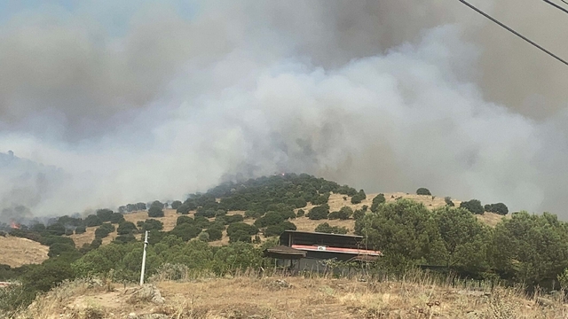 Aydın'da orman yangını