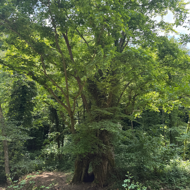 Bartın'da yaklaşık 500 yıllık çınar ağacı için "anıt ağaç" tescil başvurusu...