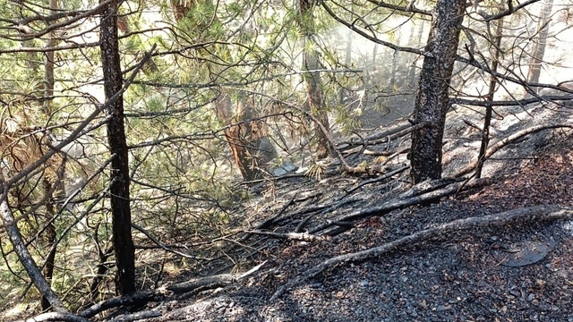 Bursa'da orman yangınına erken müdahale