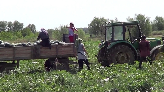 Iğdır'da yetiştirdiği karpuzları erken toplayan üreticinin hedefi 4 hasat