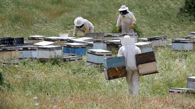 Zengin floraya sahip Muş Ovası'na farklı illerden 507 arıcı geldi