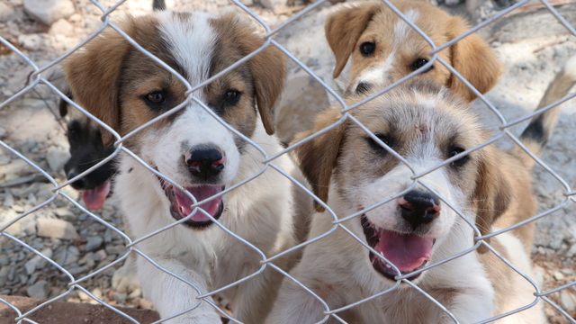 Kilis'te sahipsiz köpekler için özel yaşam alanı kuruldu